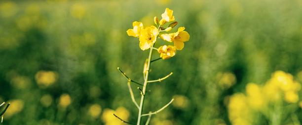 Close-up of blooming canola plant in a field.