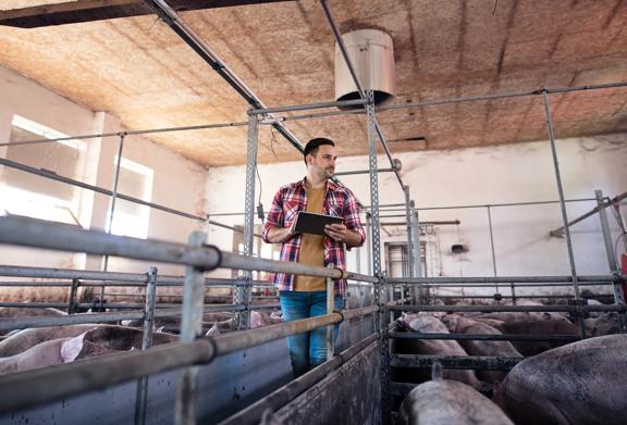 Man with tablet inspecting pigs inside a modern indoor pig farming facility