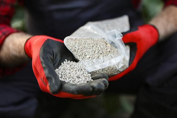 Agricultor com luvas segurando fertilizante granulado destinado ao uso agrícola