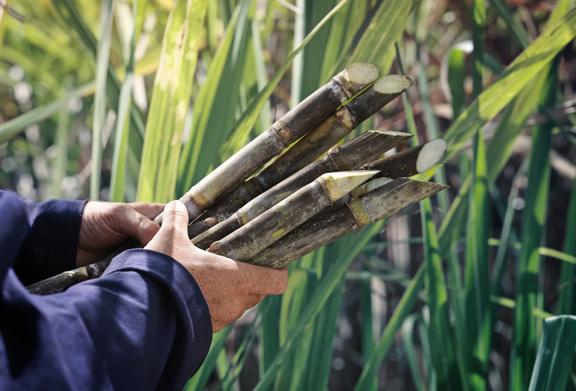 Hands holding freshly cut stalks of sugarcane in a green sugarcane field