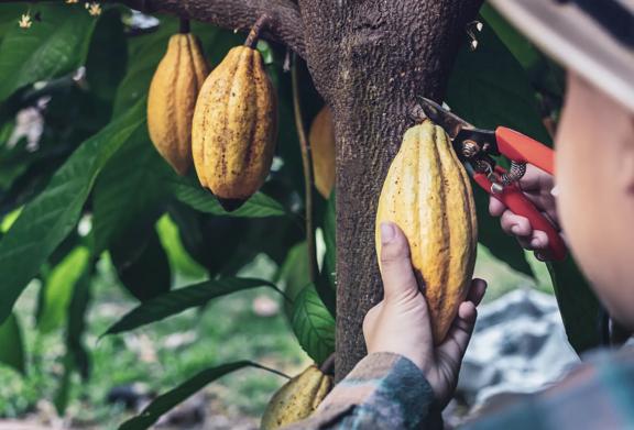 Agricultor colhendo vagens de cacau maduras de um cacaueiro usando tesouras de poda em uma plantação tropical