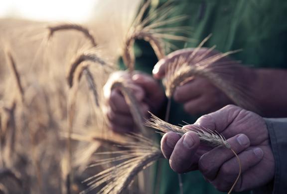 Agronomist or consultant walking through a cornfield