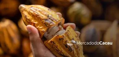 Mercado do Cacau In the news - excedente global de cacau