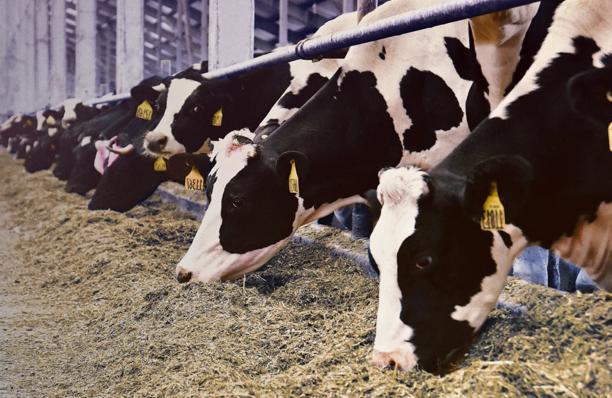 Row of Holstein dairy cows feeding inside a modern barn facility