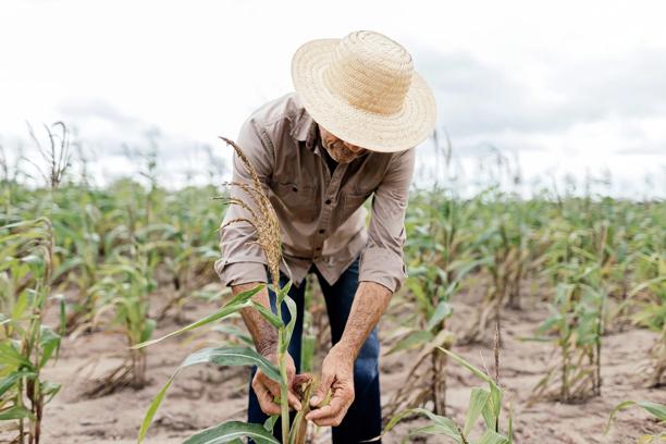Agricultor com chapéu inspecionando plantações de milho no campo durante o período de colheita