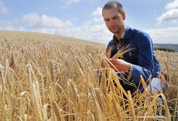 A farmer inspecting wheat crops in a golden field under a blue sky