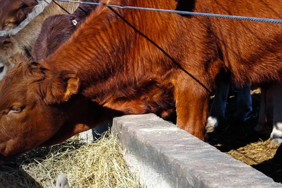 Meats & livestock