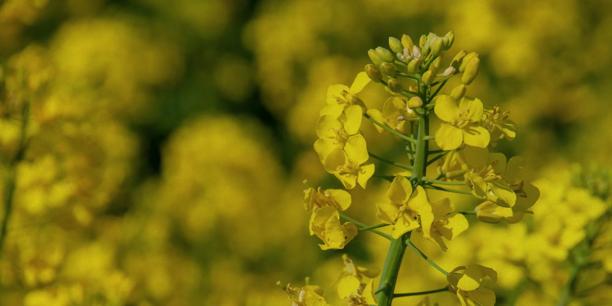 Yellow canola flowers in bloom