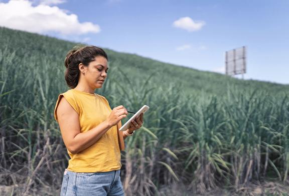 Young woman using a tablet while inspecting a sugarcane field under a blue sky