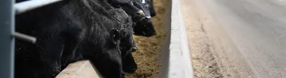 Black cattle feeding at a trough in a feedlot along a concrete barrier.
