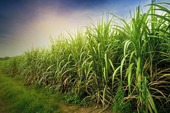 Sugarcane plants growing in a field under a bright sky.