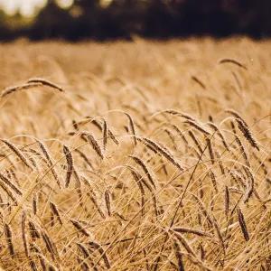 Golden grain heads bending in a mature field, close-up view showing ripe stalks under warm natural light.