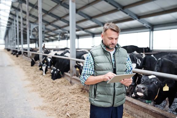 Pecuarista em estábulo monitorando vacas leiteiras com auxílio de tablet e tecnologia digital