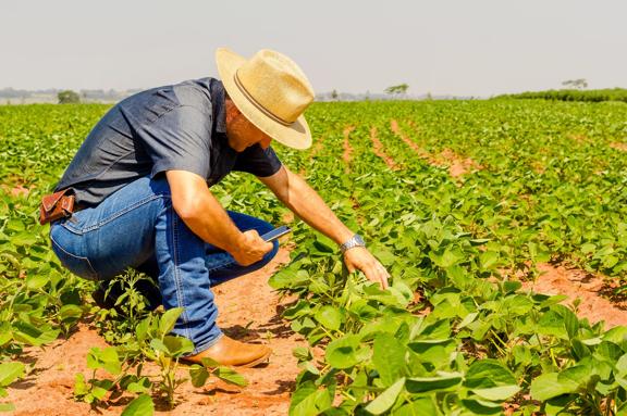 Homem agricultor ajoelhado em um campo, inspecionando plantas de soja em um dia ensolarado.