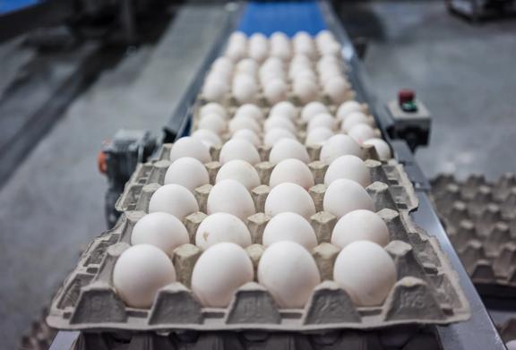 Fresh eggs on a conveyor belt at an automated food processing facility