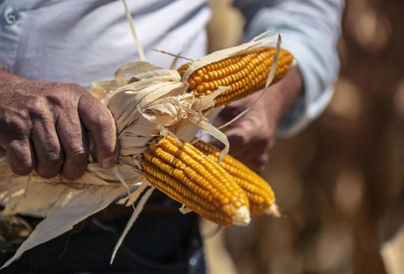 Agricultor segurando espigas de milho recém-colhidas no campo.