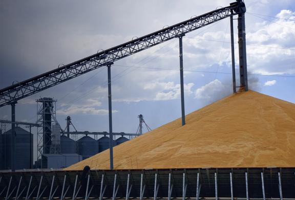 Large pile of harvested corn being stored at grain elevator facility with conveyor system