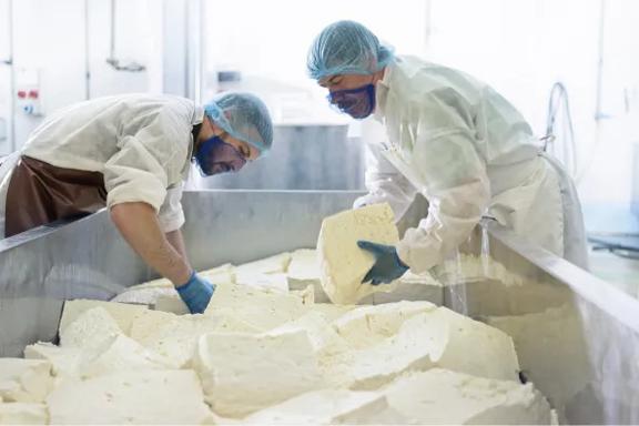 Processamento industrial de laticínios com trabalhadores manuseando grandes blocos de queijo em uma instalação de produção