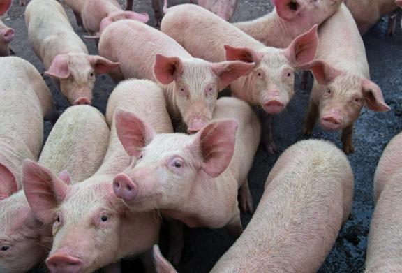 Group of healthy pink pigs in a pen representing livestock production