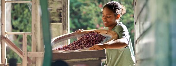 Woman sorting or processing harvested coffee cherries in a rural agricultural setting.
