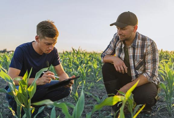 Two farmers analyzing crop data on a tablet in a cornfield, demonstrating modern agricultural technology.