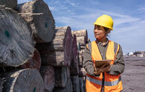 Female worker in safety gear inspecting logs at a lumber yard with a tablet.