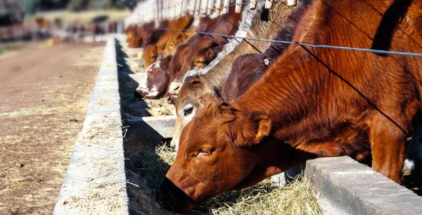 Row of cattle feeding at a feedlot, representing livestock production and agricultural commodities.