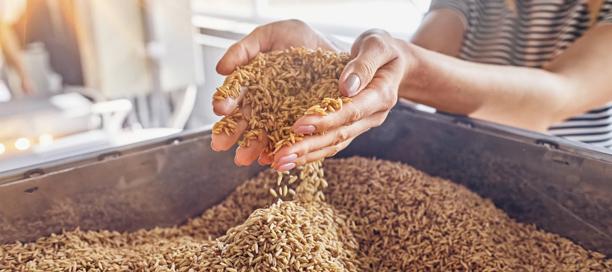 Person holding and inspecting raw grains in a processing or storage container at an agricultural facility