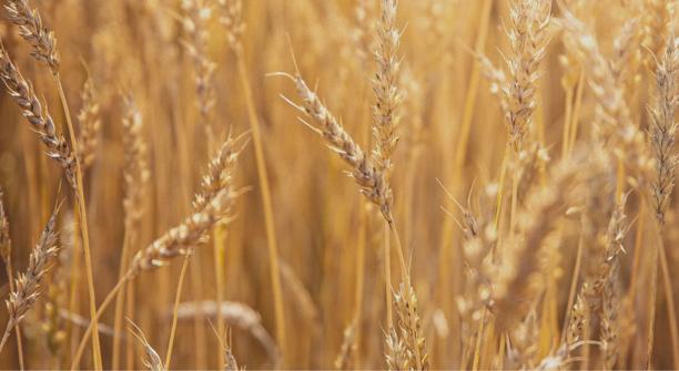 Close up of ripe wheat growing in a field, representing agricultural commodities and crop production.