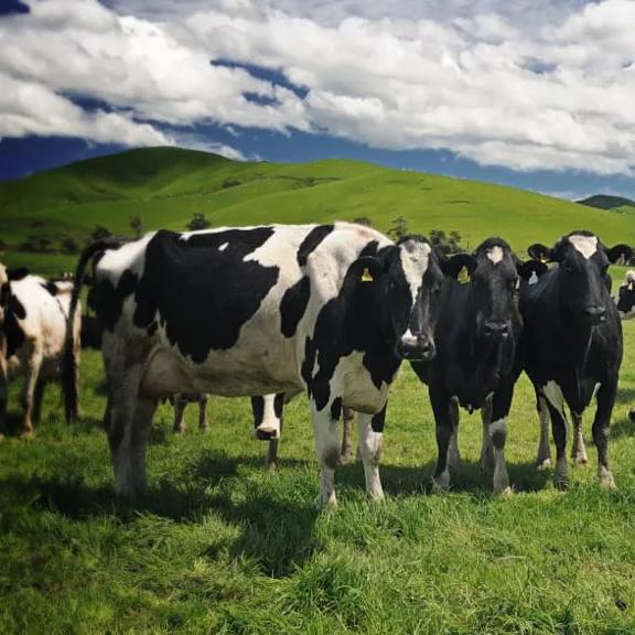 A group of black and white Holstein cows standing together on a lush green pasture with rolling hills and a partly cloudy blue sky in the background.