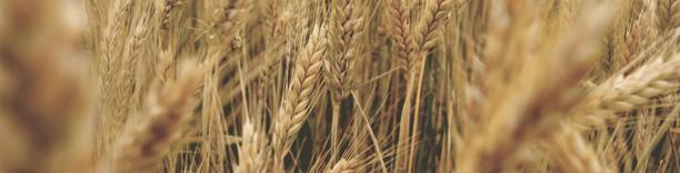 Golden wheat close-up in field, representing grain production and global agriculture