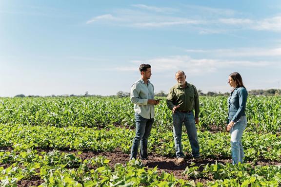 Três pessoas em lavoura de grãos, agricultores e técnica conversando sobre o desenvolvimento da plantação.