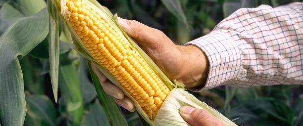 Farmer holding an ear of corn in a field