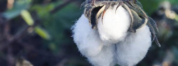 Close-up of a mature cotton boll on the plant, ready for harvest in an agricultural field.