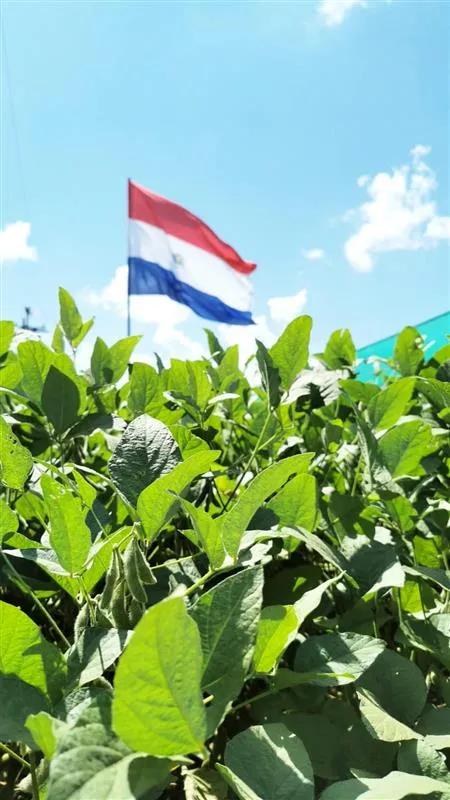 Paraguay soybean press release