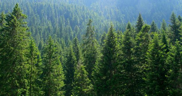 Lush evergreen forest landscape under clear sky