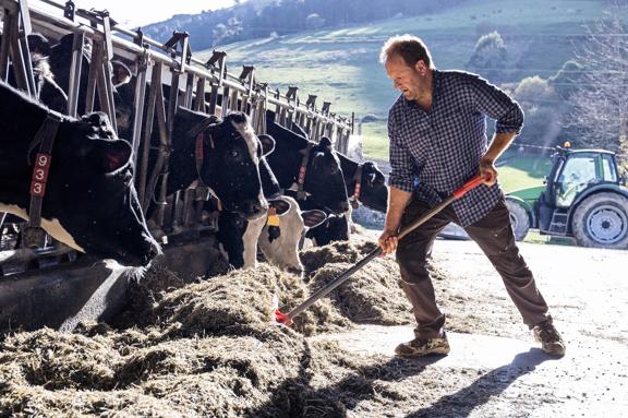 Farmer feeding cows outside a barn with hay and a tractor in the background.