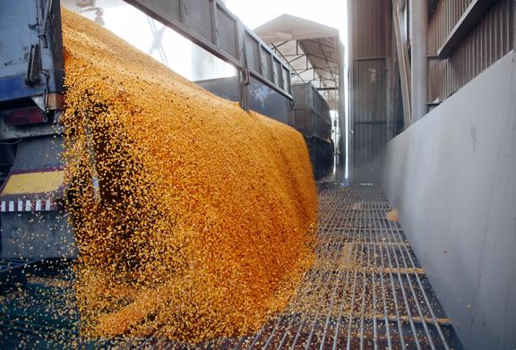 Caminhão descarregando milho colhido em uma instalação de processamento de grãos em um local agrícola
