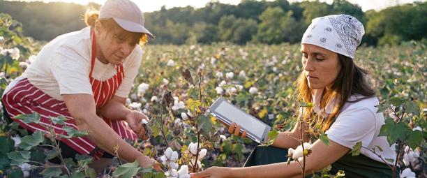 Cotton farmers inspecting crops in a field, highlighting market access and risk management solutions.