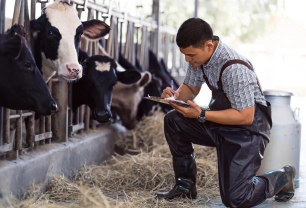 Veterinário ou trabalhador rural inspecionando e registrando dados de saúde de vacas leiteiras em um estábulo