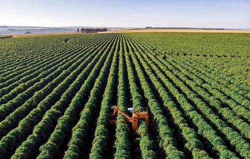 Aerial view of coffee plantation with harvesting machine working between long rows of green crops