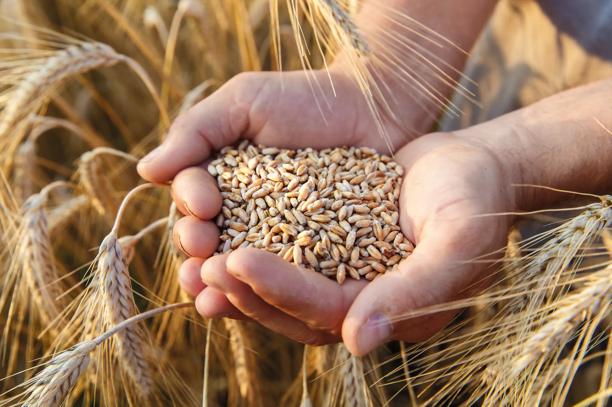 Mãos segurando grãos de trigo recém-colhidos em um campo dourado, representando agricultura e produção rural.
