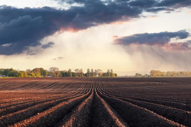 Campo agrícola com fileiras uniformes e nuvens de chuva irrigando ao fundo. Conceito de agricultura na primavera