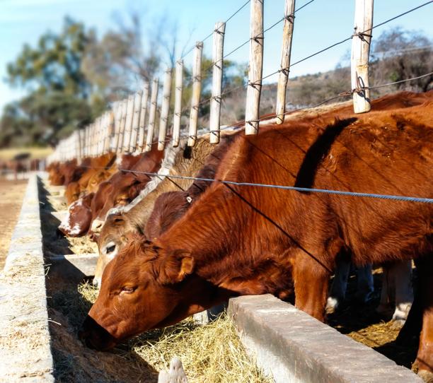 Cattle lined up in feedlot under sunlight
