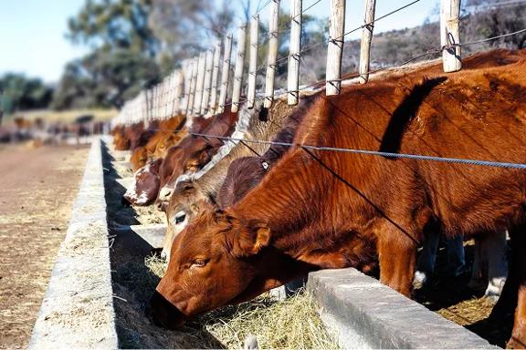 Cattle feeding at a trough on a livestock farm.