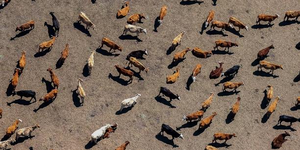 Aerial view of cattle gathered in a livestock enclosure