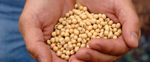Hands holding mature soybean plants with ripe seeds.