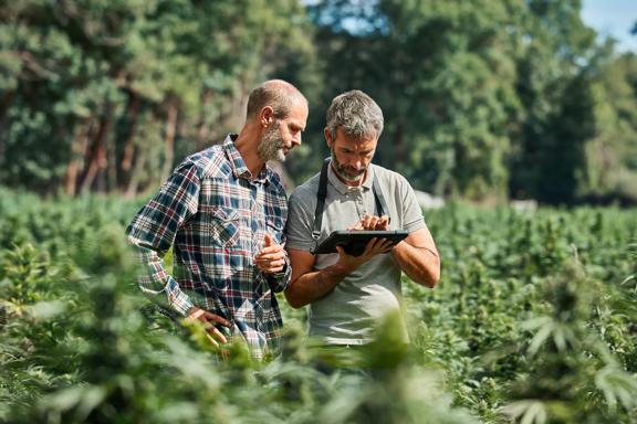 Dois agricultores em campo de cultivo usando tablet para monitorar a saúde e o crescimento das plantas