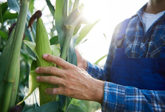 Farmer inspecting corn plants in a sunlit field during harvest season