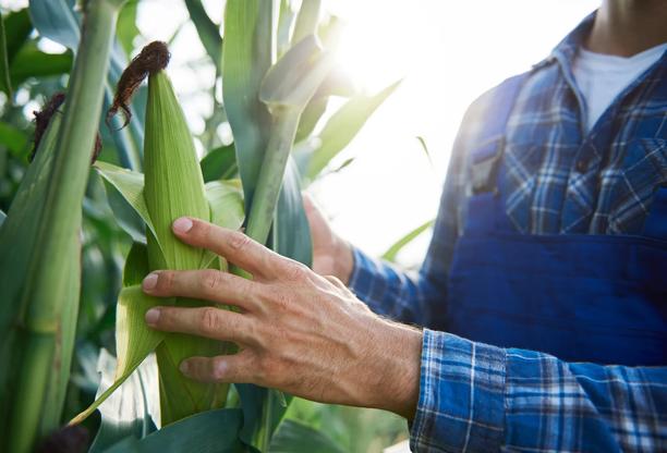 Agricultor inspecionando plantas de milho em um campo iluminado pelo sol durante a época da colheita
